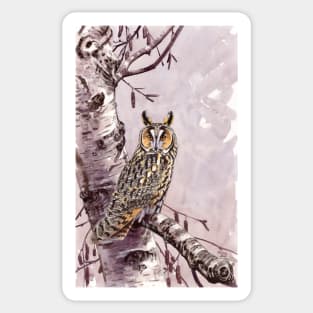 Long-eared Owl Sticker